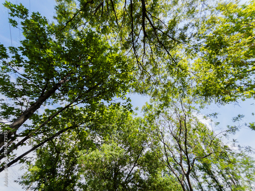 Obraz premium Green tree branches and blue sky background