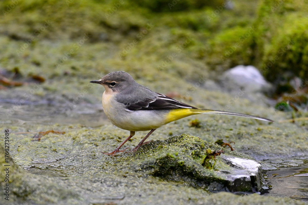 Obraz premium Grey wagtail // Gebirgsstelze (Motacilla cinerea)