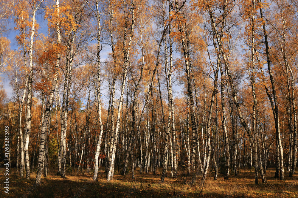 Fototapeta premium Autumn birch grove with seasonal foliage and natural background