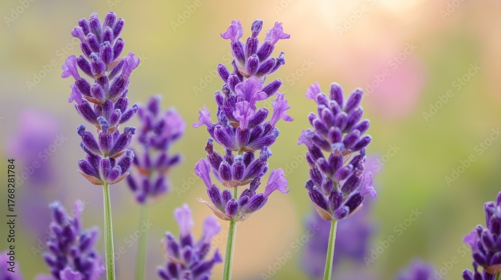 Fototapeta premium Purple lavender flowers in a field with a blurred background.