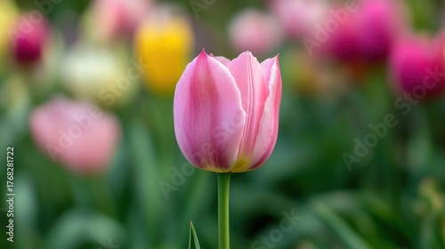 A pink tulip in a garden with other tulips in the background.