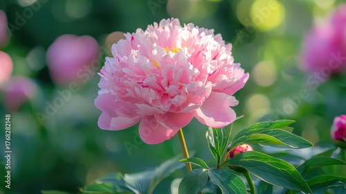 A pink peony flower in full bloom with green leaves in a garden setting.