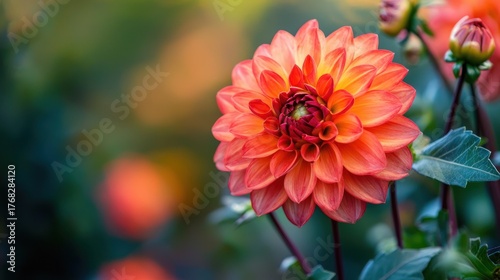 A vibrant orange dahlia flower with green leaves in a garden setting.