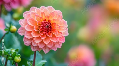 A vibrant pink and orange dahlia flower with green leaves in a garden setting.