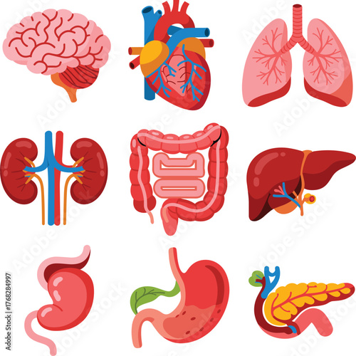 Human internal organ vector set showing brain, heart, lungs, liver, stomach, intestines, kidneys for medical and educational use