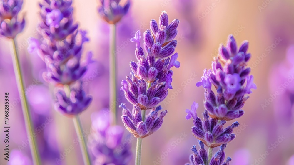 Fototapeta premium Purple lavender flowers in a field with a blurred background.