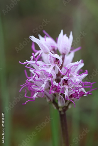 Portrait eines blühenden Affenknabenkrautes