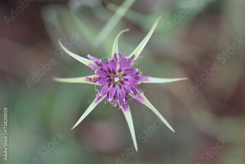 Blüte der Haferwurzel