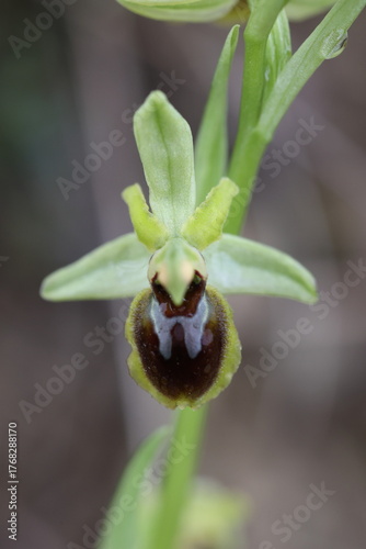 Nahaufnahme einer großen Spinnenragwurz Blüte
