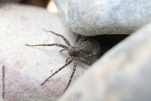 Gebänderte Wolfspinne im Kiesbett eines Flusses