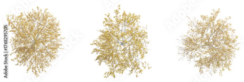 Betula pendula tree plan, top view, cutout, transparent background, isolate, Elegant autumn trees from above for landscaping and architectural designs