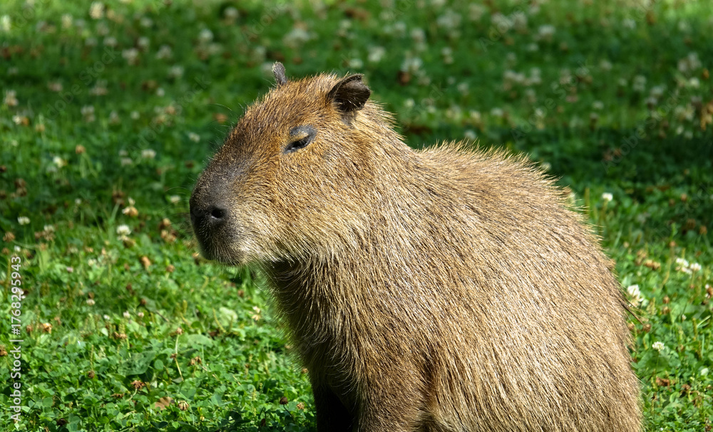 Obraz premium Close-up. A single capybara on land in the grass. A solitary herbivorous mammal from South America, a tranquil wildlife scene in a natural environment. Leeuwarden Zoo, Friesland, Netherlands.