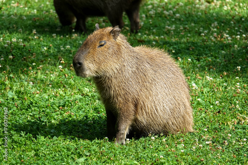 Close-up. A single capybara on land in the grass. A solitary herbivorous mammal from South America, a tranquil wildlife scene in a natural environment. Leeuwarden Zoo, Friesland, Netherlands.