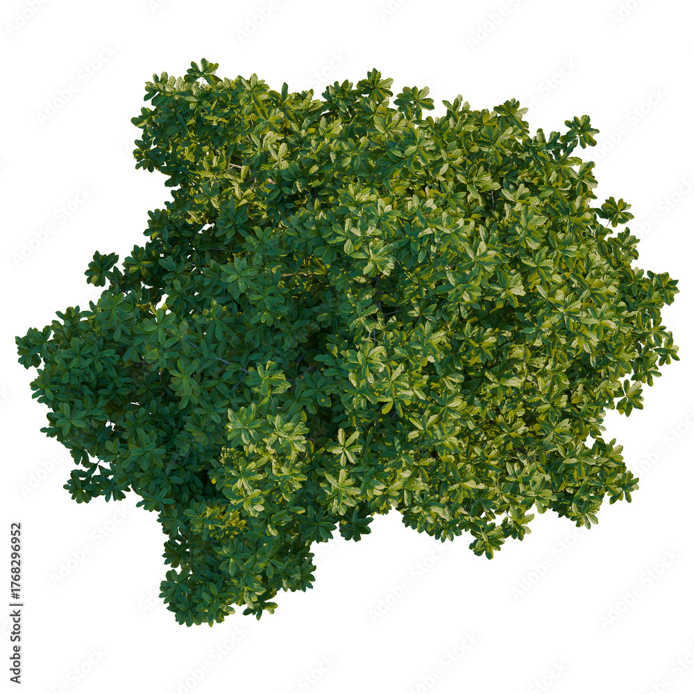 Obraz premium Michelia mediocris tree plan, top view, cutout, transparent background, isolate, Lush green tree canopy perfect for landscape design visualization projects