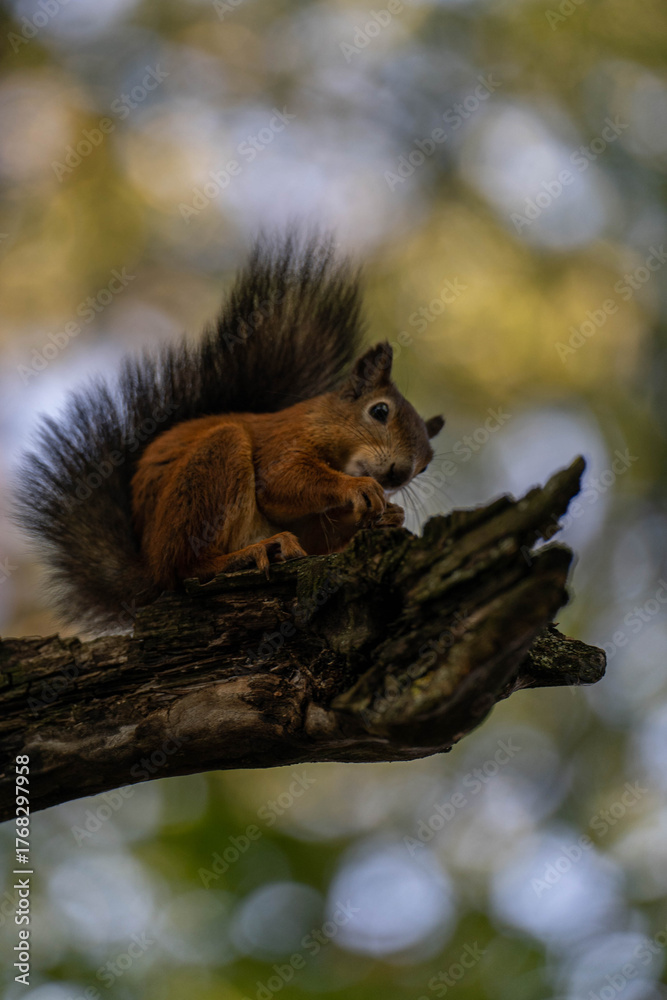 Naklejka premium a squirrel on a tree in the park