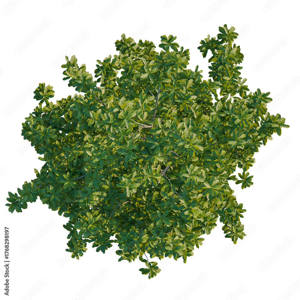 Obraz premium Michelia mediocris tree plan, top view, cutout, transparent background, isolate, Lush green tree top view isolated on black perfect for design projects