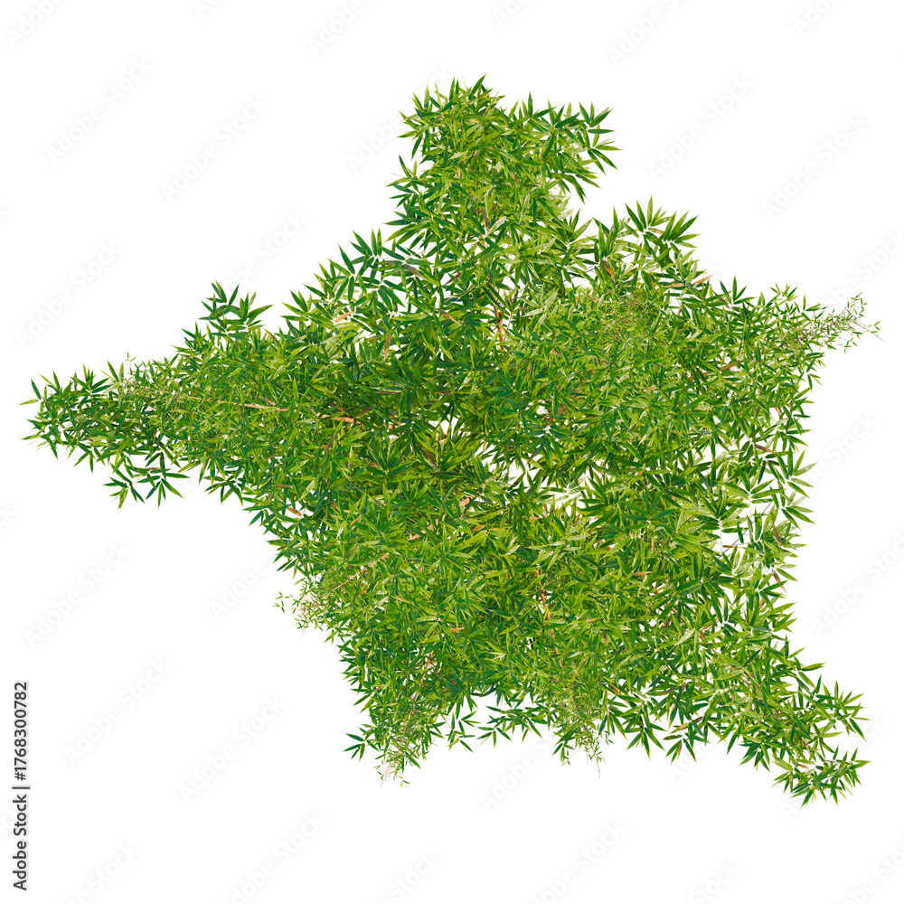 Fototapeta premium Bambusa multiplex tree plan, top view, cutout, transparent background, isolate, Vibrant green foliage from above, isolated for design projects.