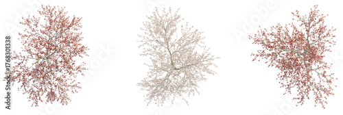 Prunus pumila besseyi tree plan, top view, cutout, transparent background, isolate, Three distinct trees rendered from above with detailed foliage and branches