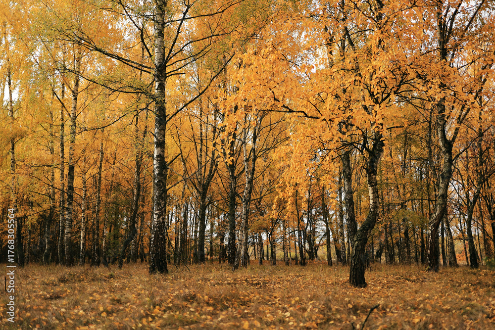 Obraz premium Golden autumn trees and forest floor, natural seasonal wallpaper.