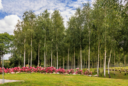 Lush birch trees and colorful blooming flowers in a peaceful park