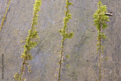 Green moss covers wooden surface in a forest setting during a calm afternoon