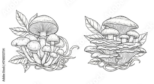Botanical Mushroom and Leaf Line Art Vector: Hand-Drawn Fungi Sketch