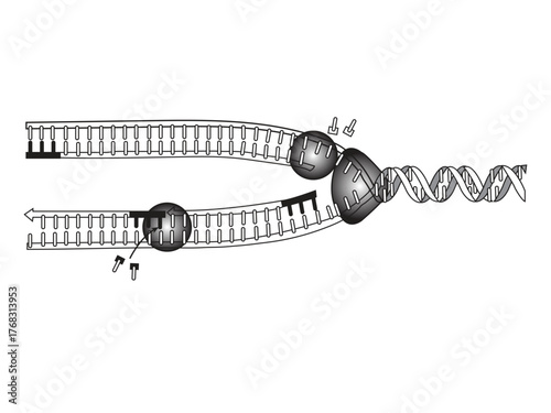 DNA Replication vector illustion