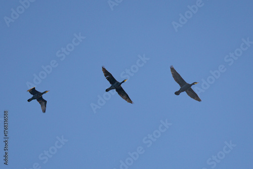 vol de cormorans