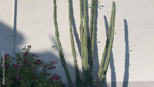 Here's a look at a large cactus that has grown by the house wall. It serves as a great decoration and also has beneficial properties.