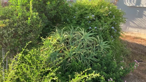 A beautiful, dense aloe bush that has grown in the garden and delights everyone who sees it.