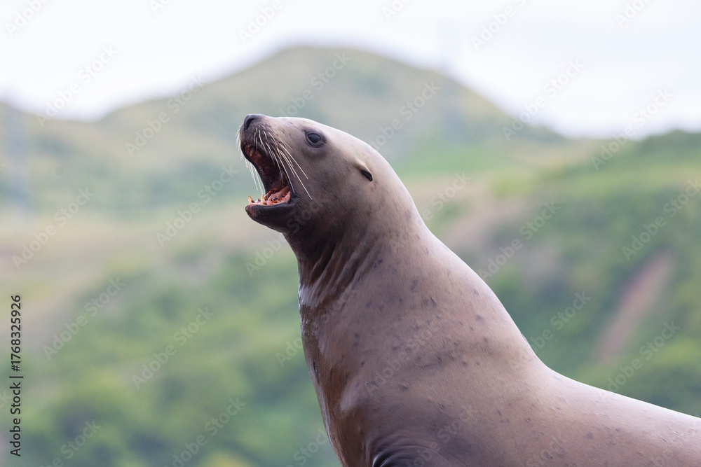 Obraz premium Steller sea lion close up. Nevelsk, Sahalinskaya Oblast, Russia