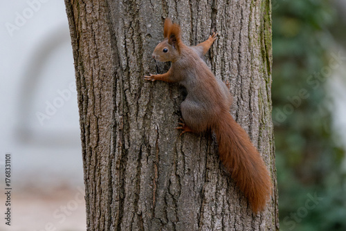 Squirrel in the park
