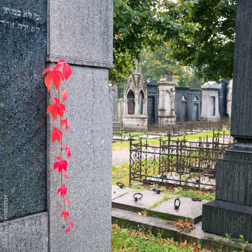 old cementary with autumn leaves in Vienna