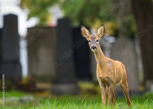 young roe deer on viennas zentralfriedhof cementary