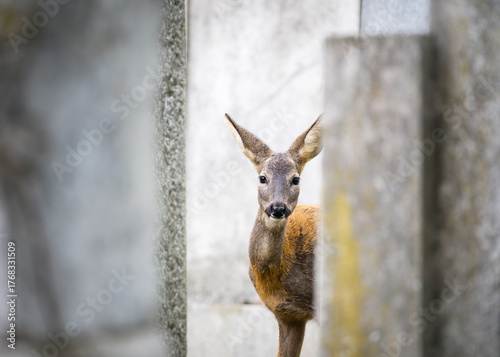 young roe deer on viennas zentralfriedhof cementary