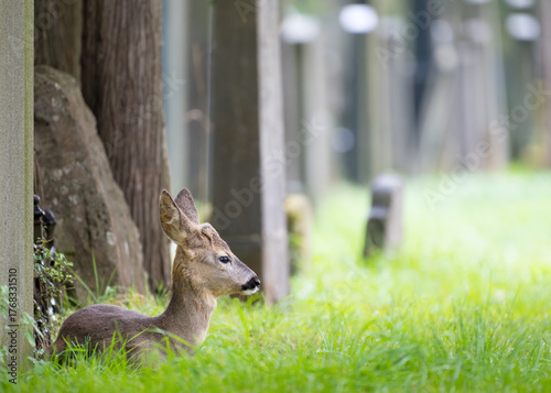 young roe deer on viennas zentralfriedhof cementary