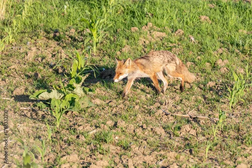 Fototapeta lis na polu obok pola kukurydzy