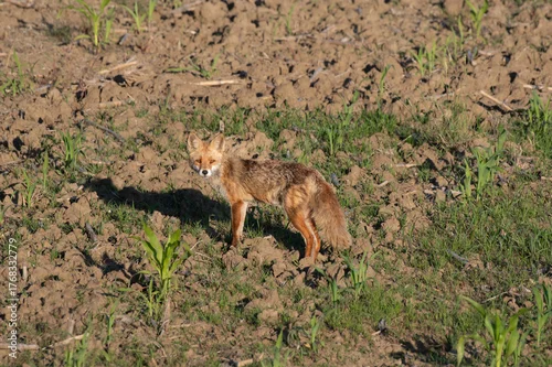 Fototapeta samoprzylepna lis na polu obok pola kukurydzy