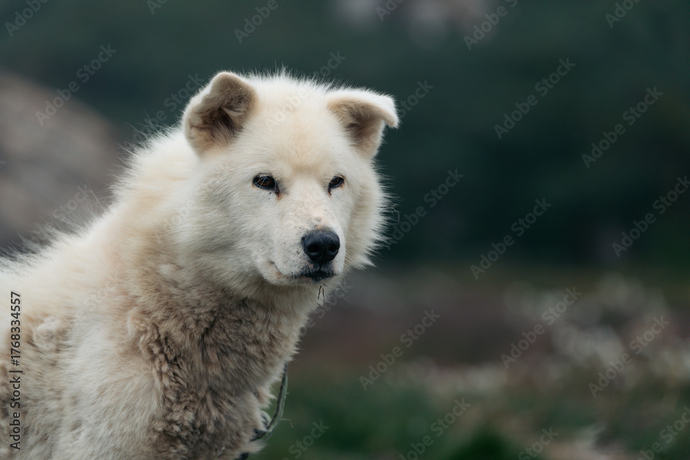 Fototapeta premium A powerful and soulful portrait of a Greenlandic sled dog, capturing the deep character and resilience of this ancient breed