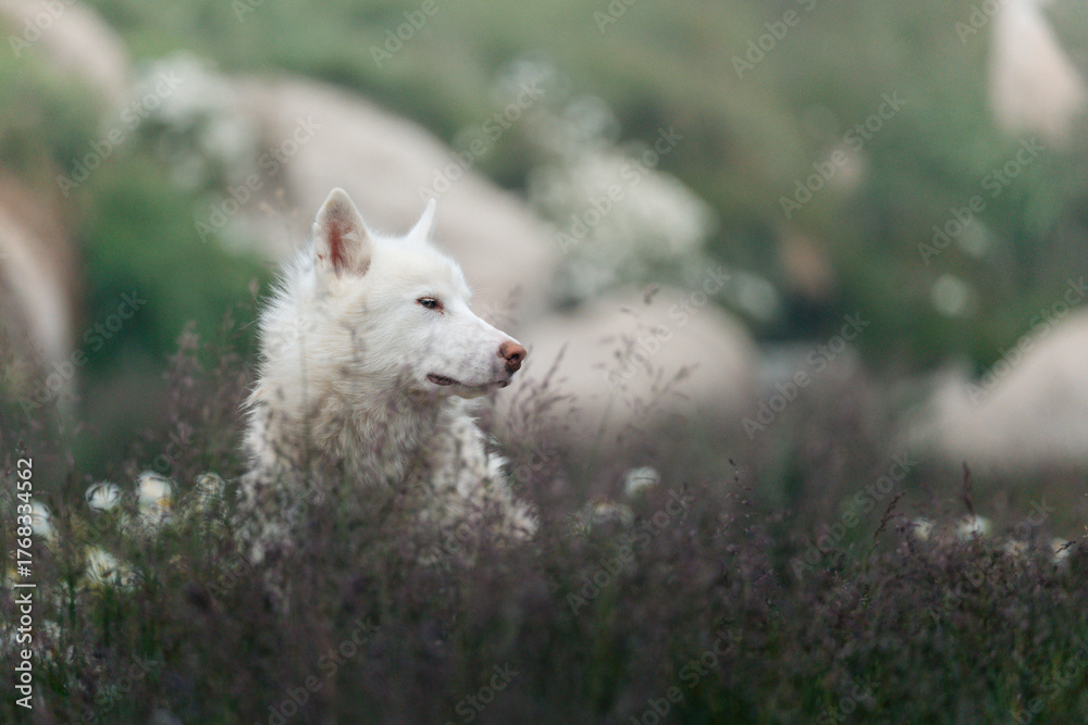 Obraz premium A powerful and soulful portrait of a Greenlandic sled dog, capturing the deep character and resilience of this ancient breed