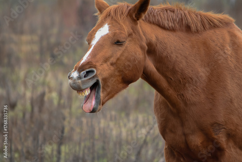Cuadro en lienzo Brown horse neighing with open mouth and visible teeth