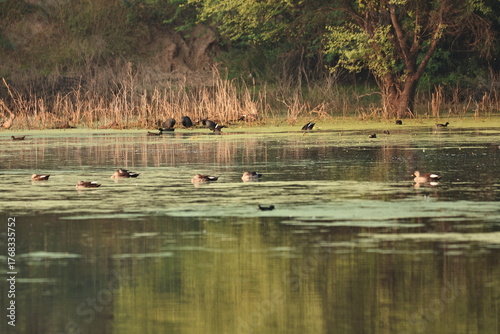Environment of a Lake