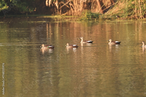 Environment of a Lake