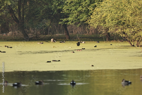 Environment of a Lake