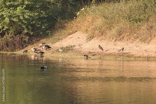 Environment of a Lake