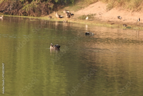 Environment of a Lake