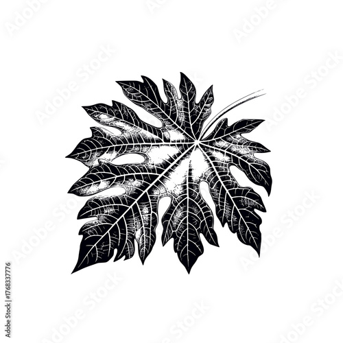 papaya leaves black white hand drawn illustration