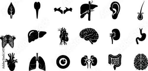 Collection of human anatomy organ silhouettes for medical and educational purposes silhouette