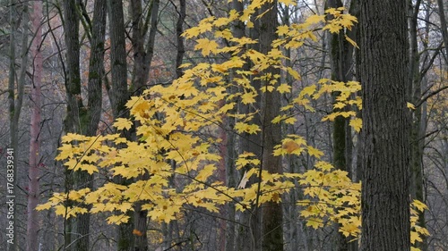 Autumn in the Forest, Yellow Leaves Swaying Gently with the Wind. Nature scene.
