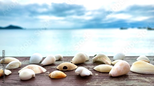 seashells on the beach of the ocean shore